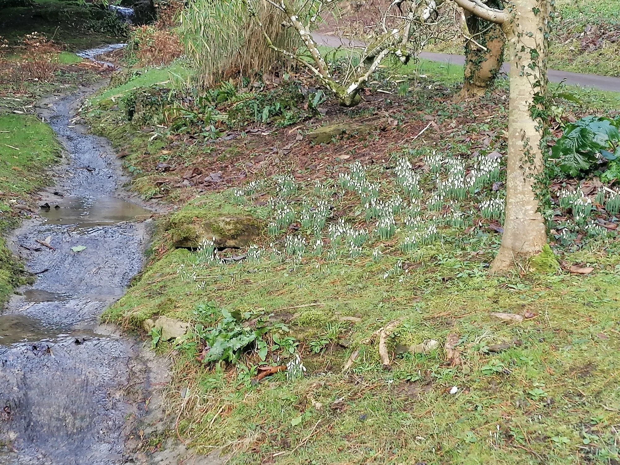 Intentions, Not Resolutions: A Kinder Way to Grow