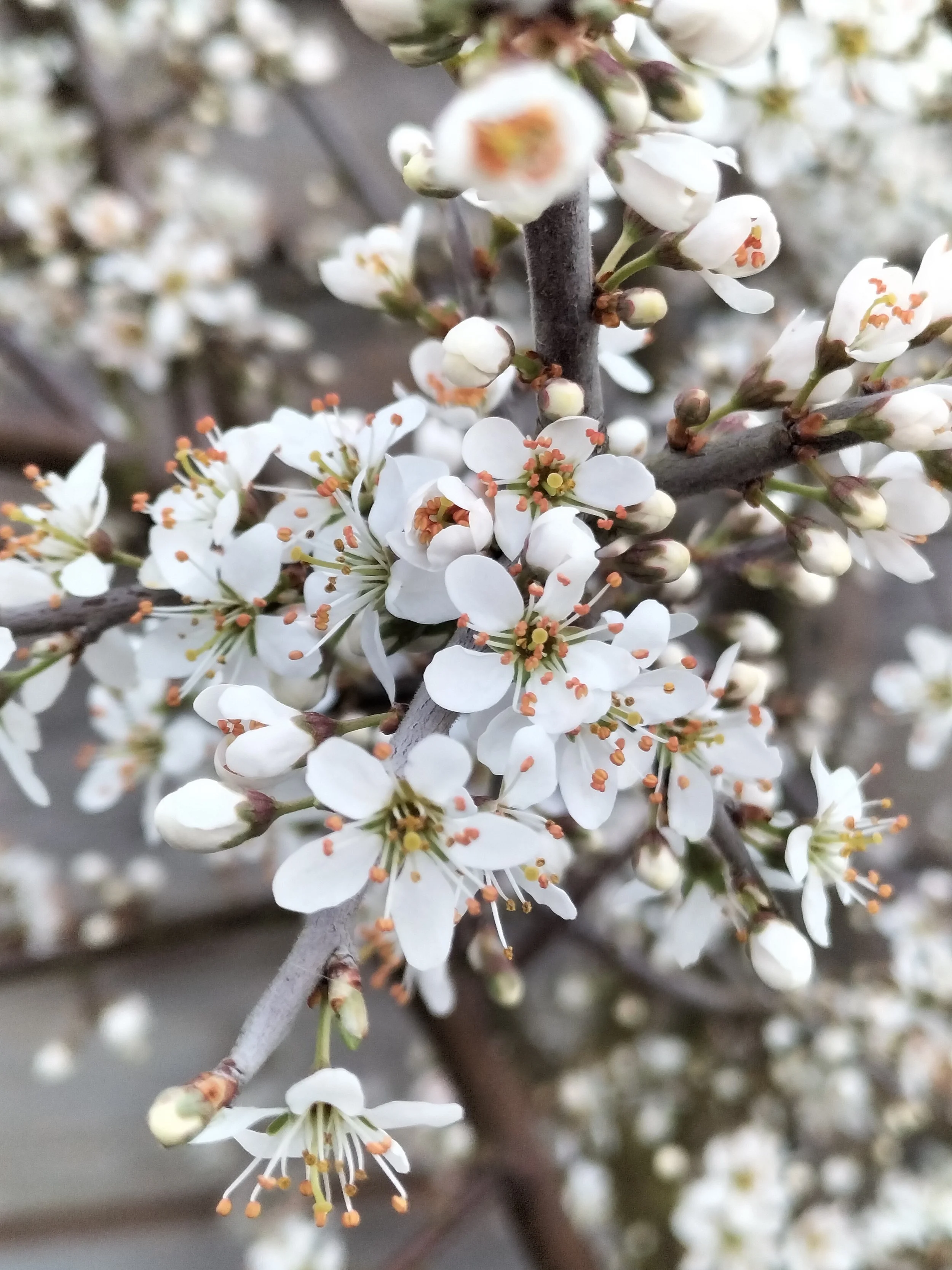 Blossom Doesn’t Mean Burn Out