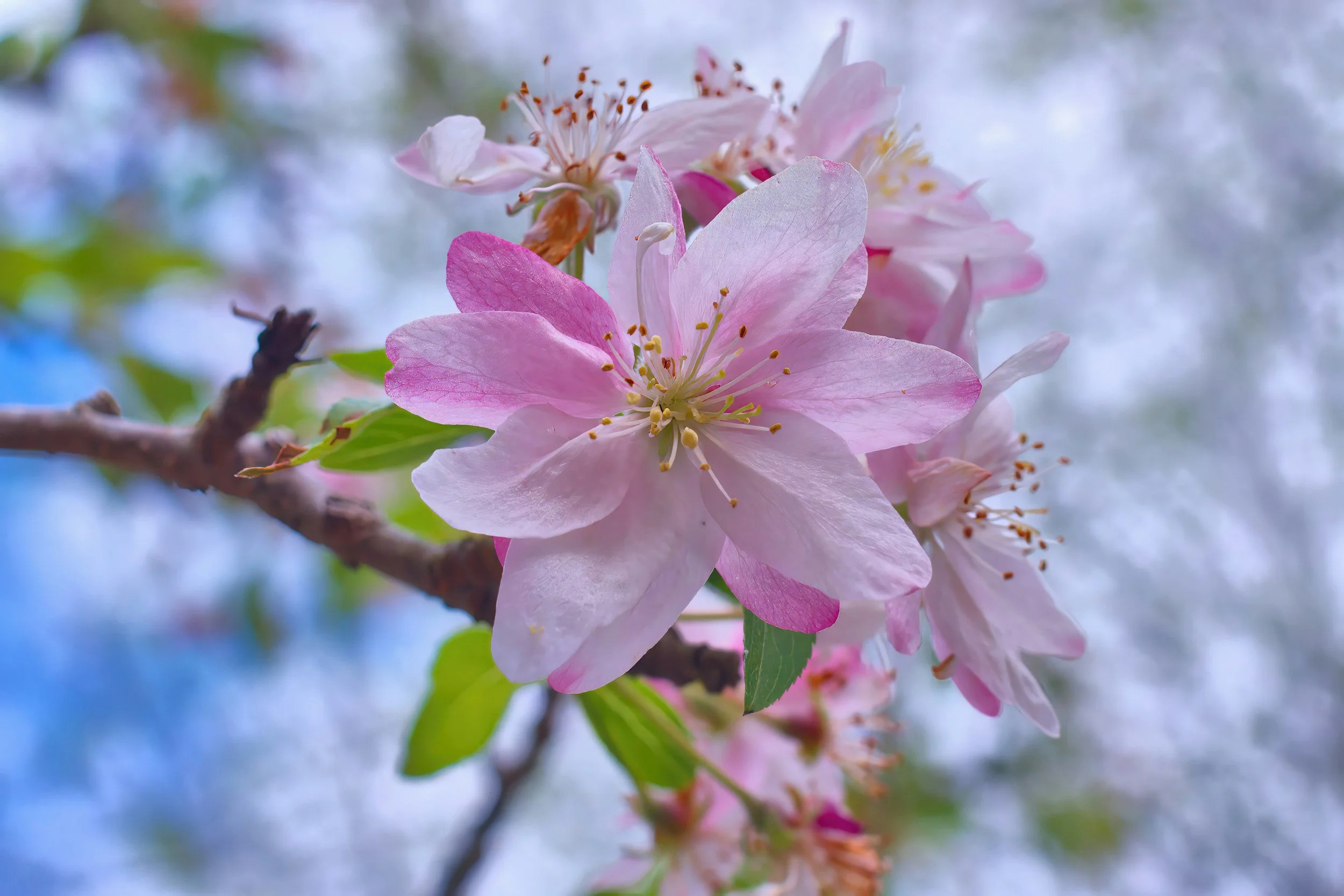 Roots Beneath the Surface