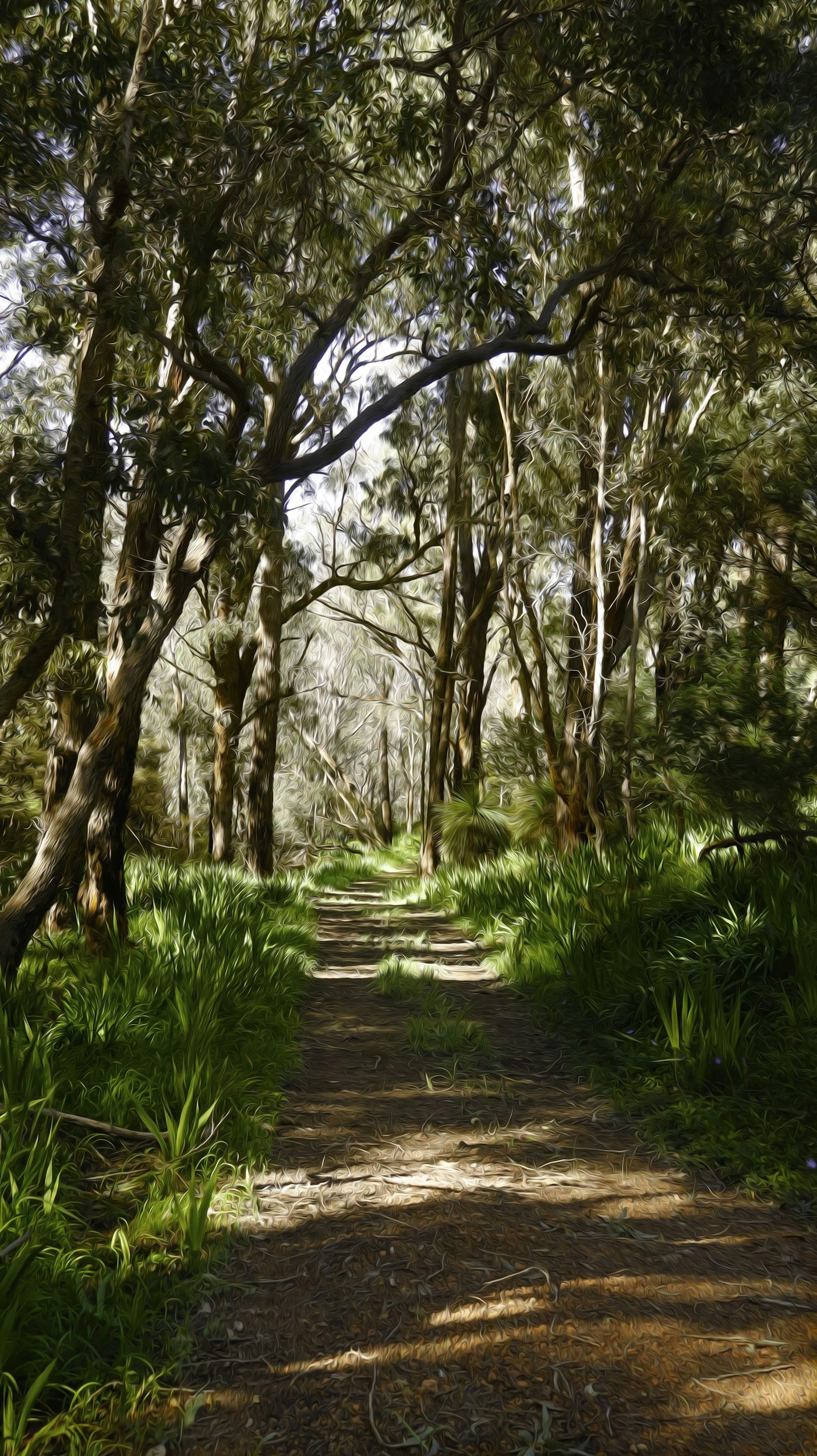 A forest trail shaded by tall trees with green grass and sunlight filtering through the branches.