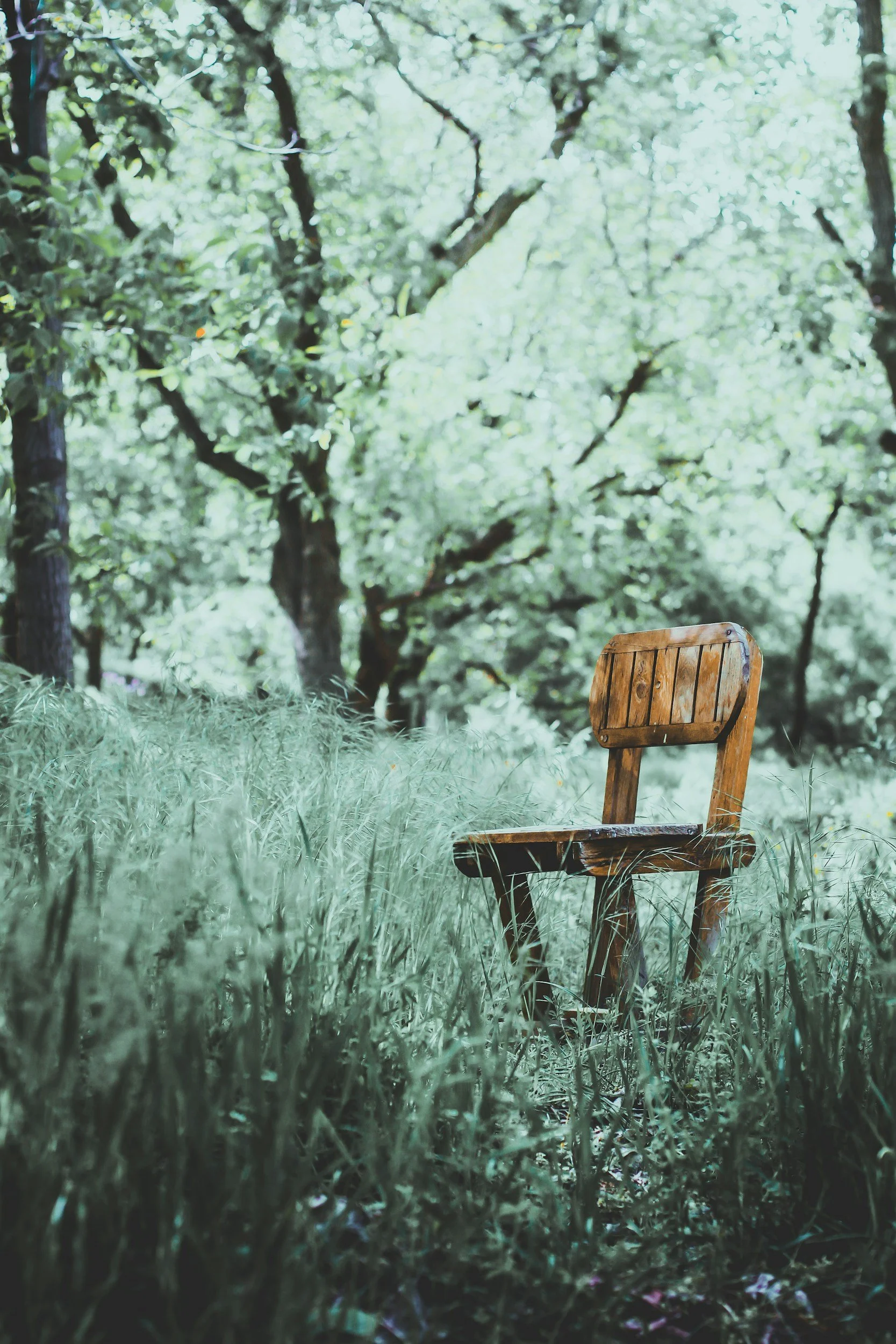 A wooden chair in a grassy clearing surrounded by dense green trees.