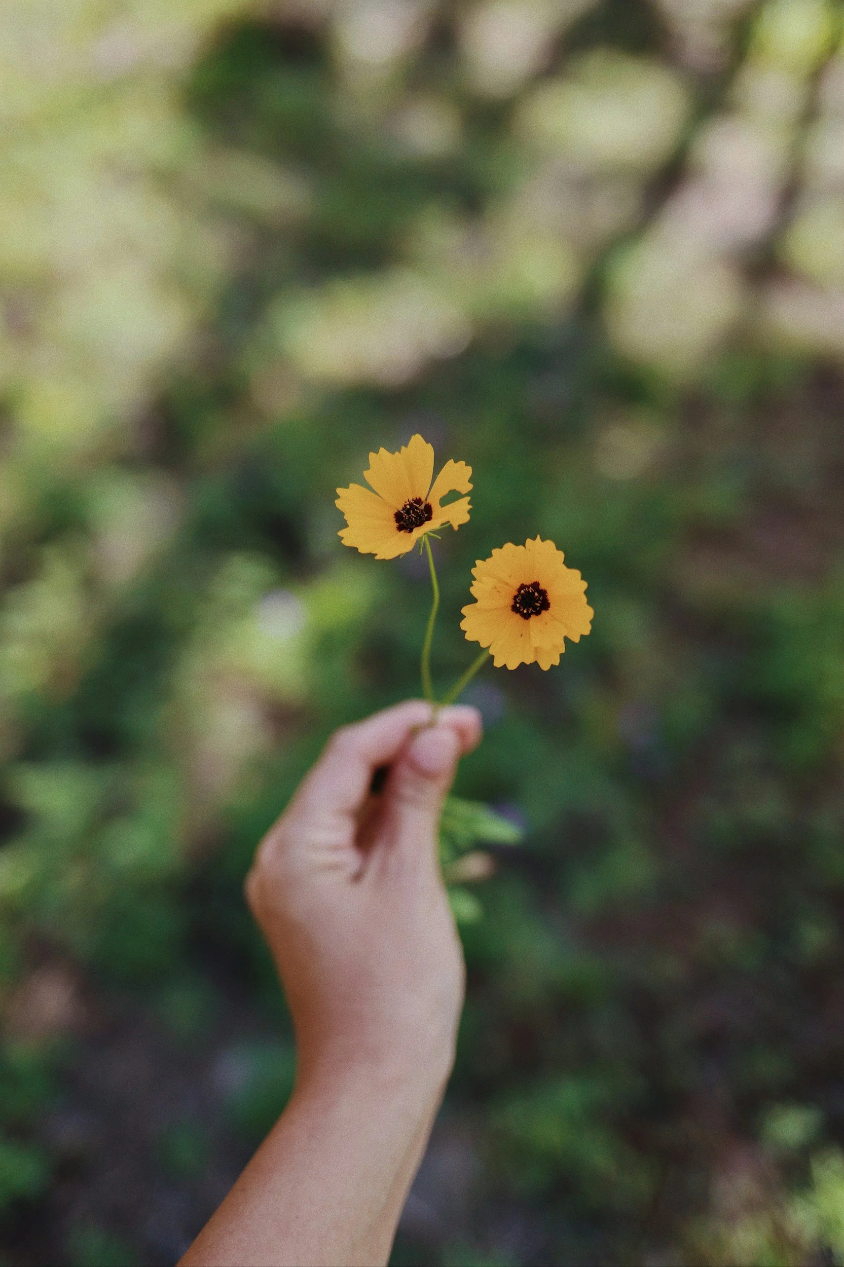 Hand holding two yellow flowers with black centers against a blurred green foliage background.