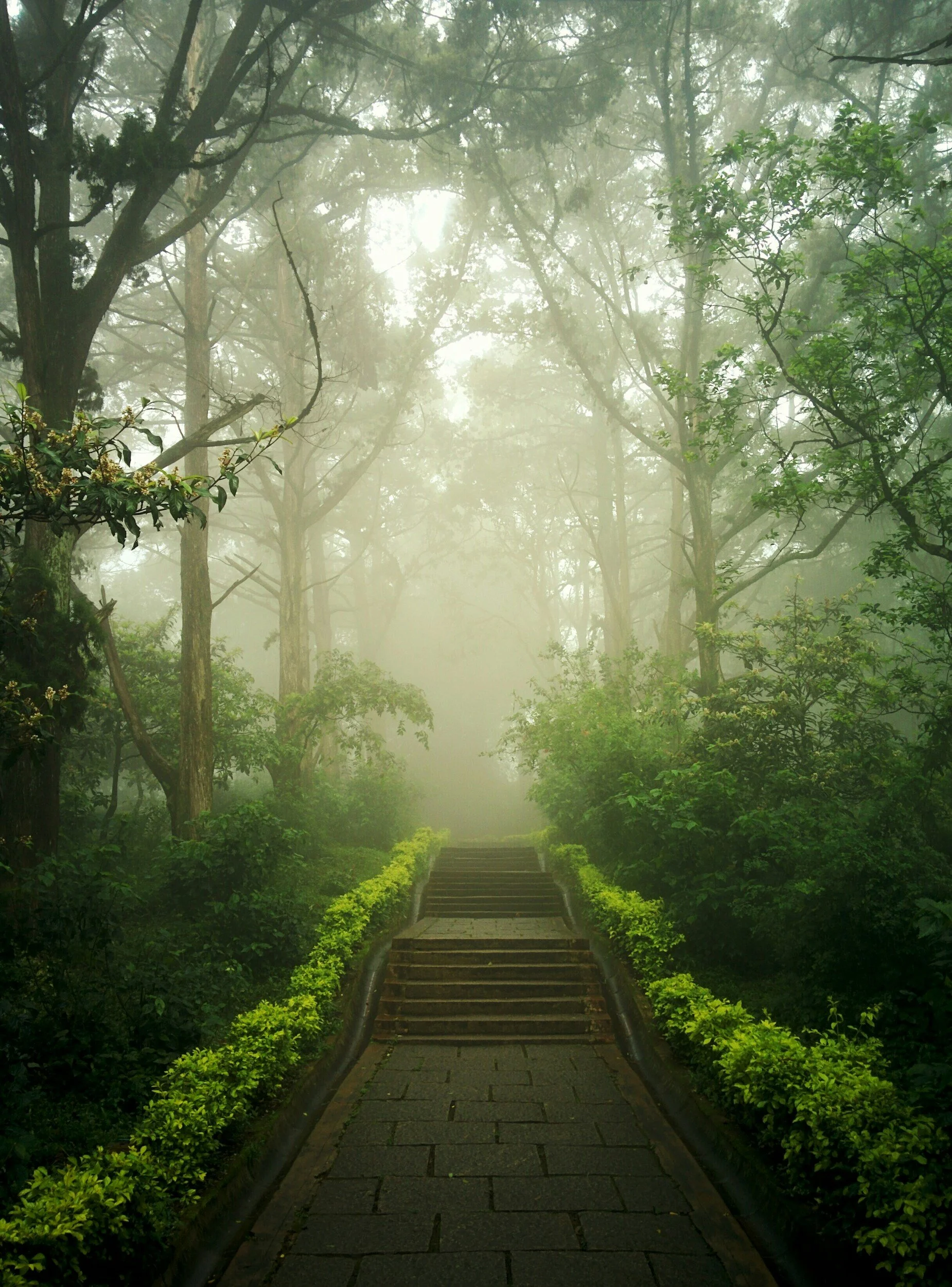A foggy forest path with a set of stairs surrounded by green bushes and trees.