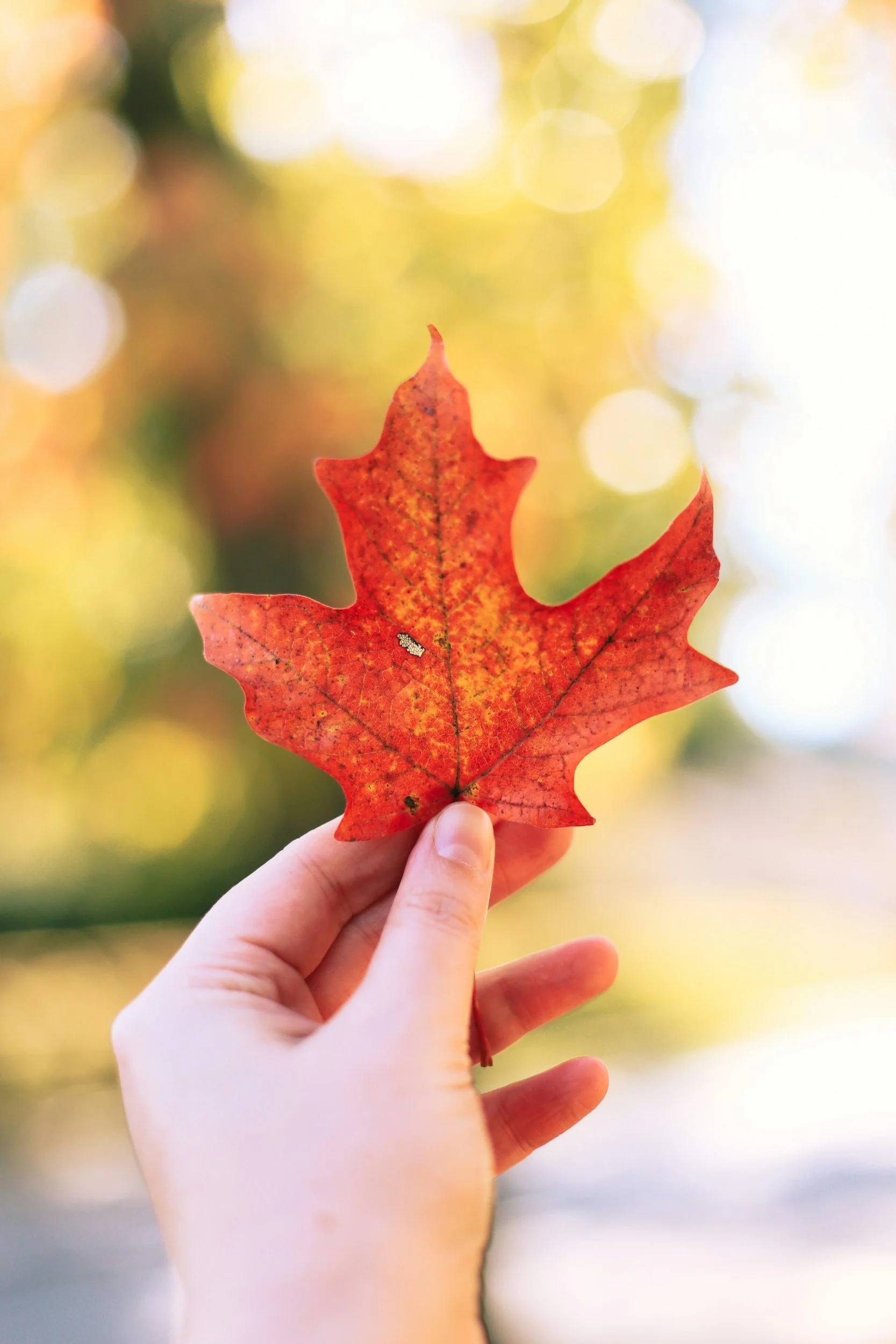 A person's hand holding a single red maple leaf against a blurred autumn background.