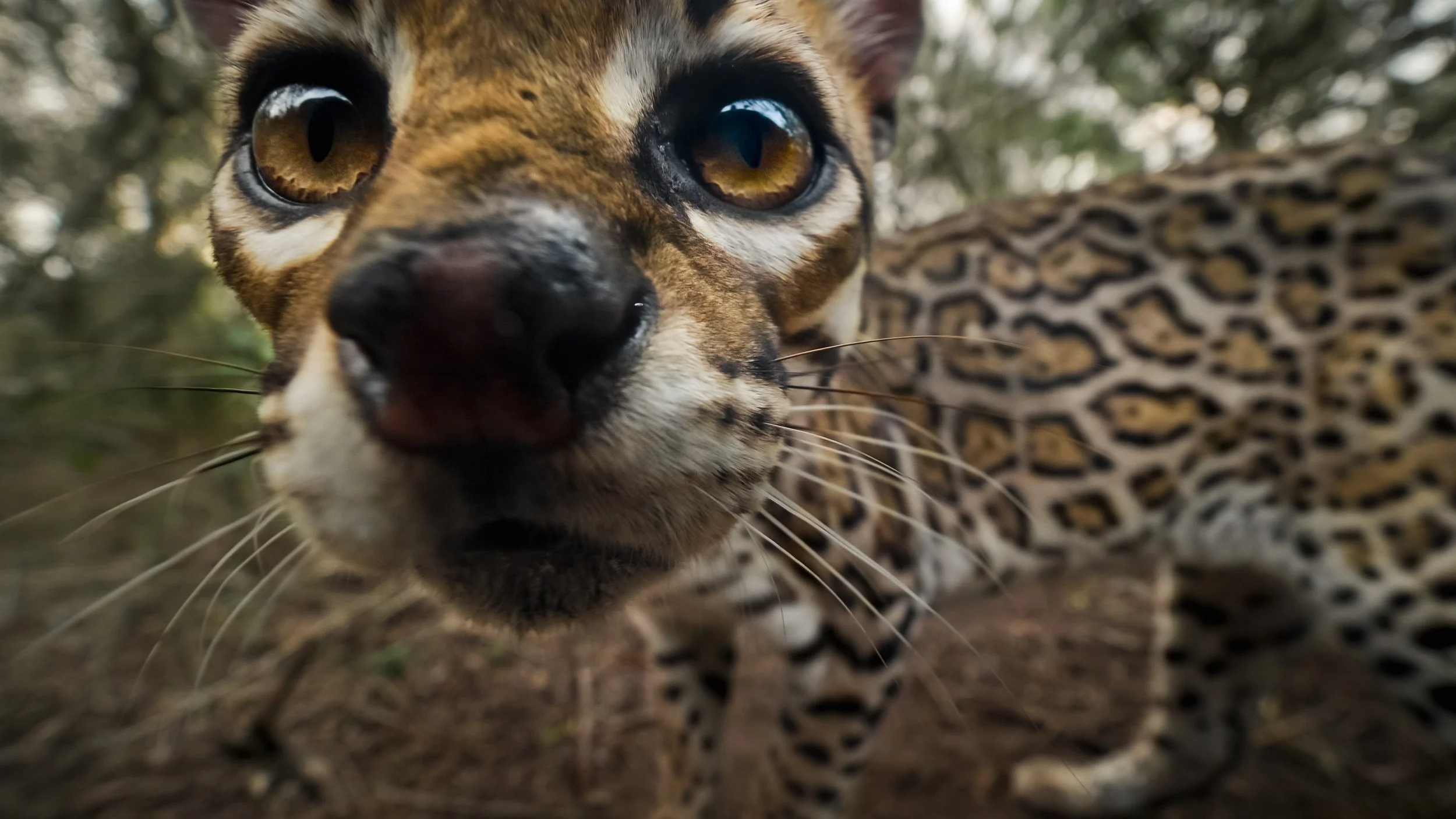 american ocelot pbs klru nature doc ben masters