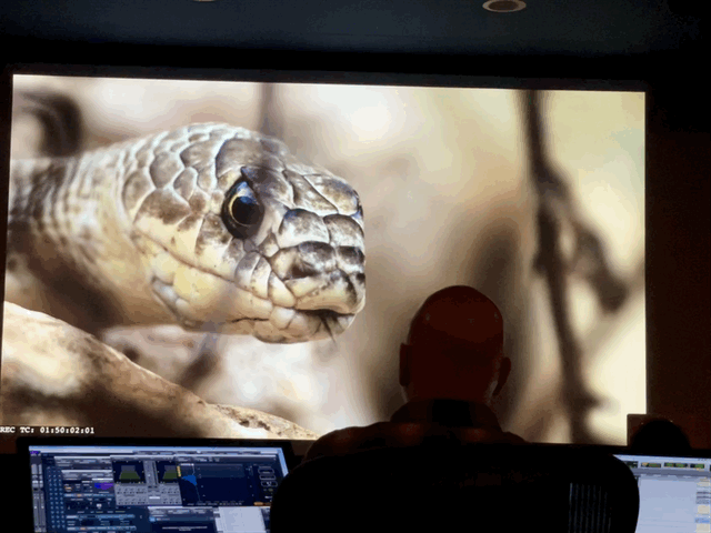 The American Southwest documentary Fin and Fur Films Ben Masters nature docs sound design snake
