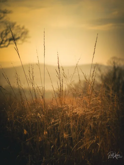 Natural Photography Fort Lee