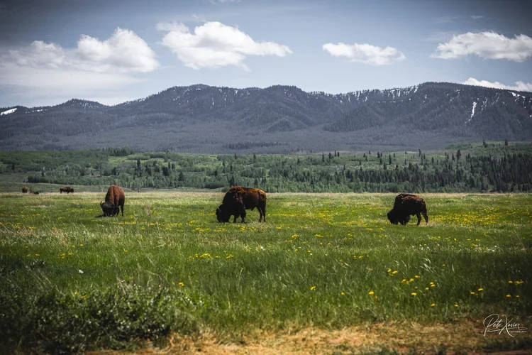 Wildlife photographer near me