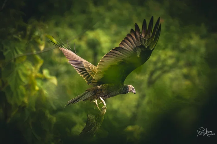 photographer in Allendale