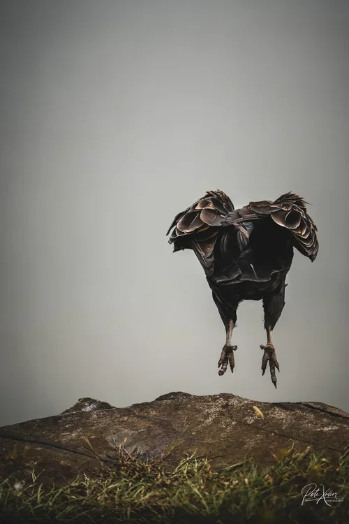 Birds photography in River Edge