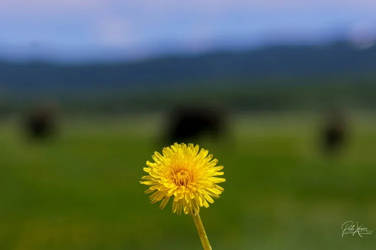 nature photography near me