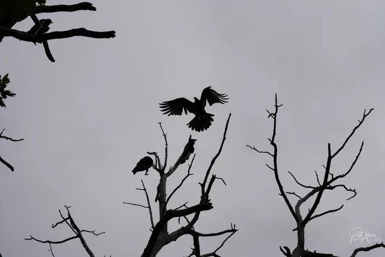 Photographer in Paramus