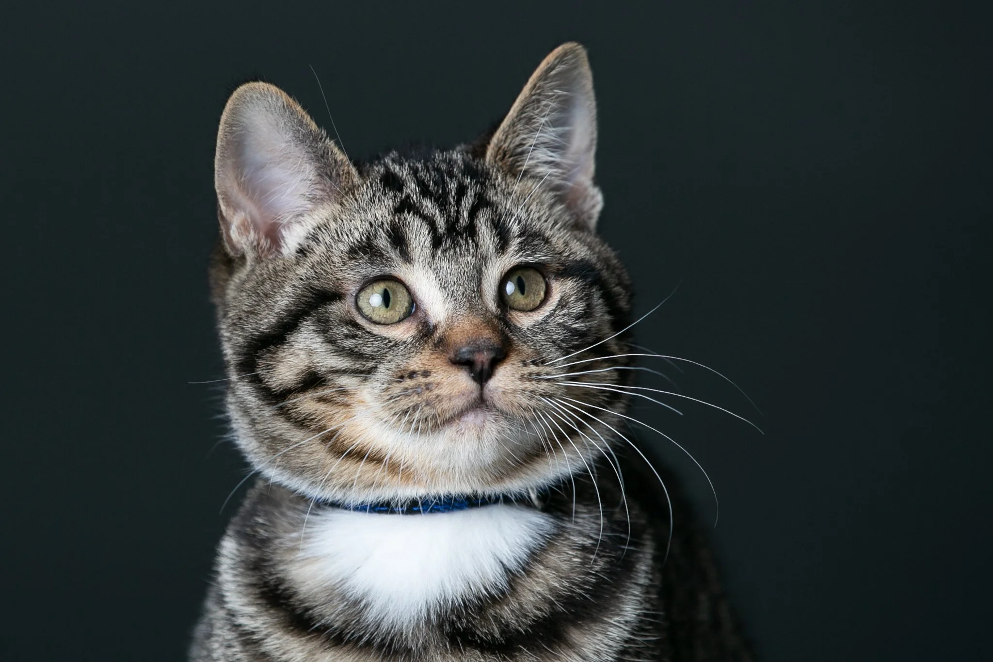 Studio pet photography session featuring a close up of brown tabby cat at Smallish Photo Studio in Seattle.
