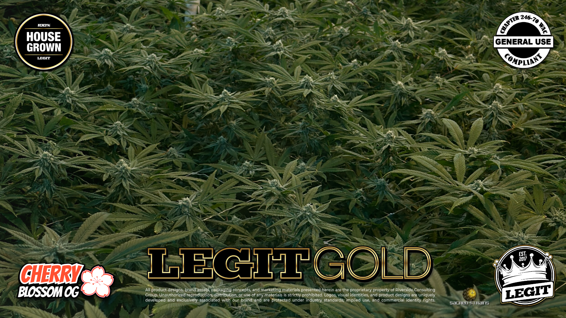 LegitGold_CherryBlossomOG_01.28.26_03.png