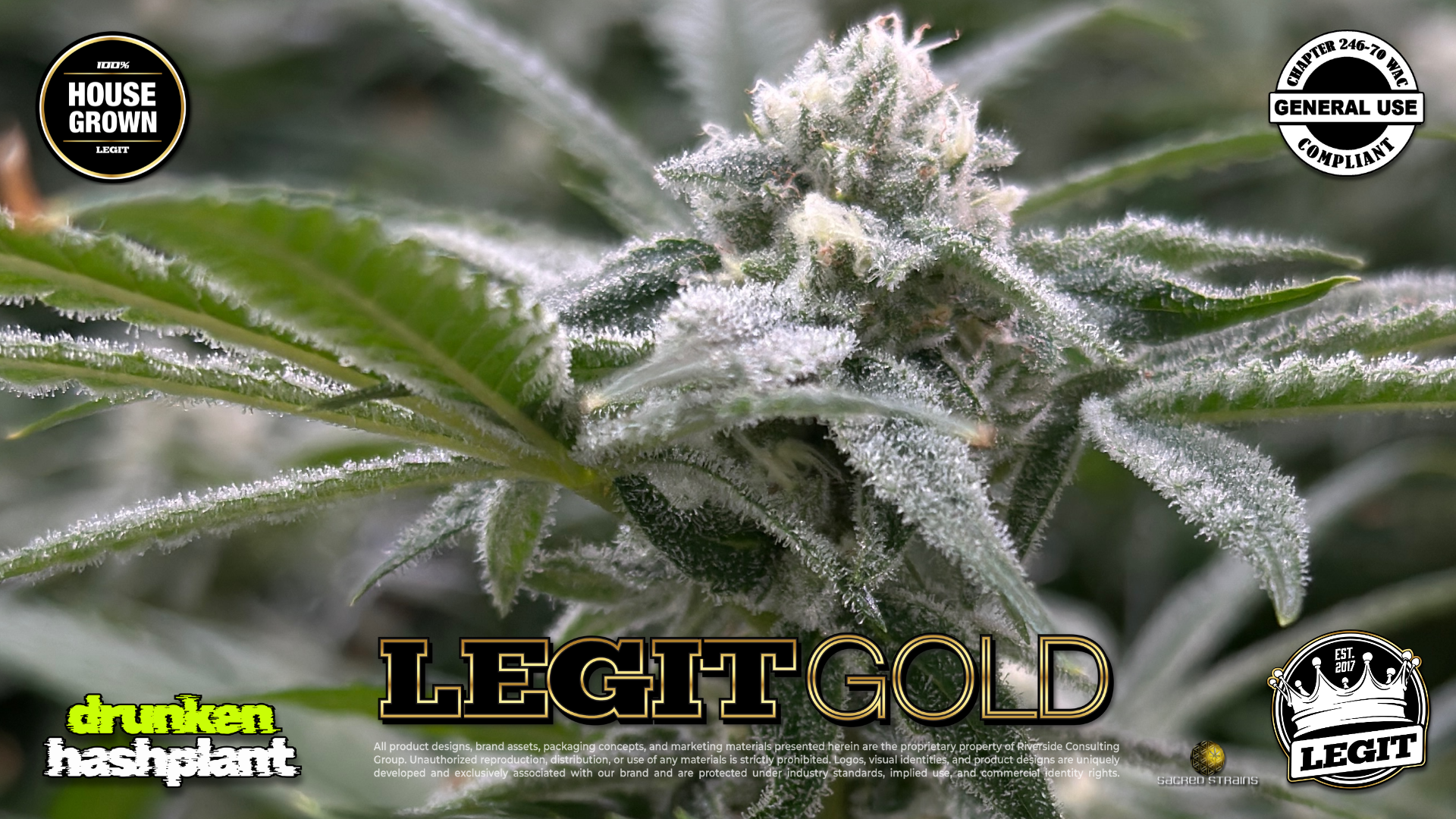 LegitGold_DrunkenHashplant_01.28.26_01.png