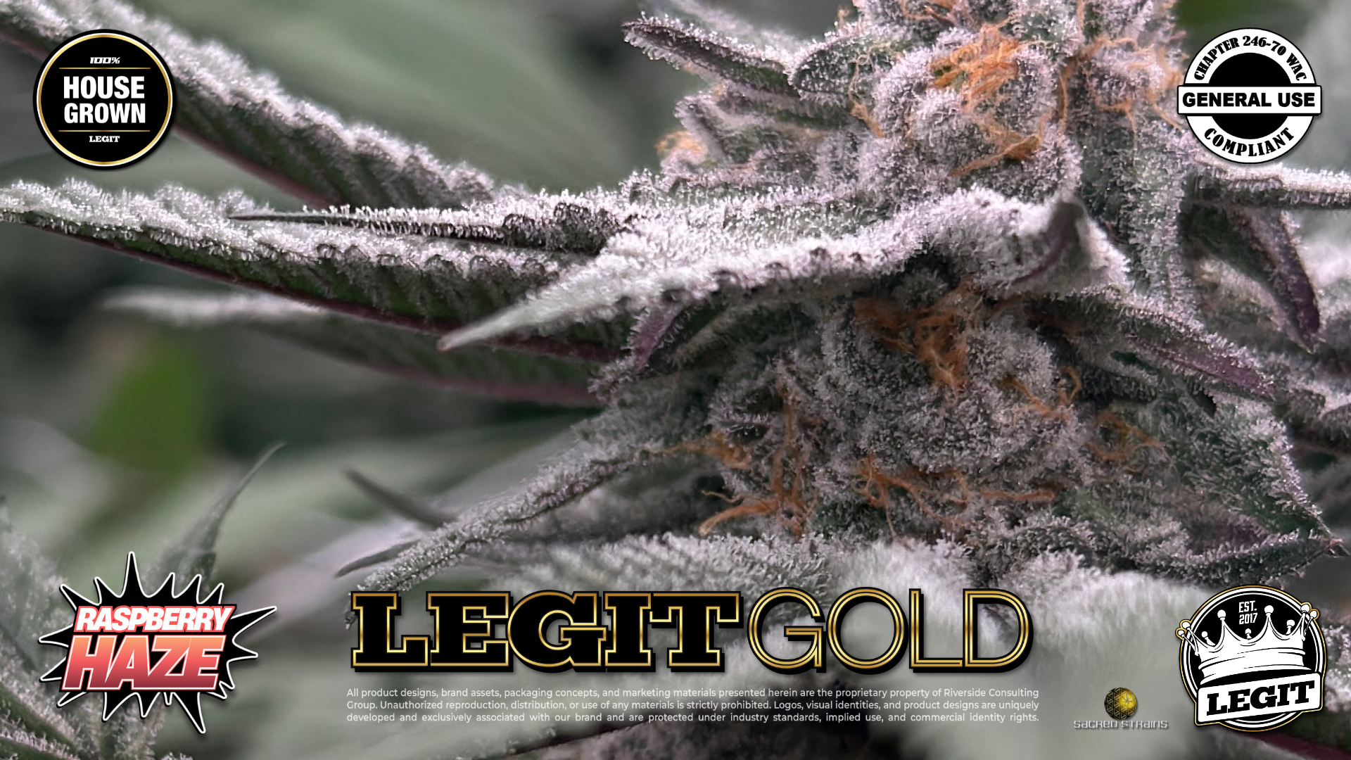 LegitGold_RaspberryHaze_01.28.26_01.png