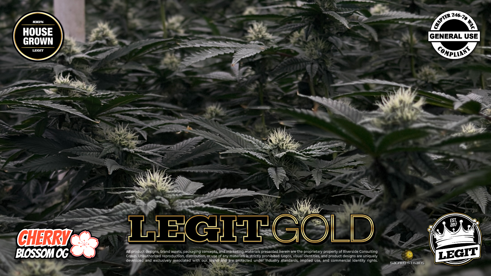LegitGold_CherryBlossomOG_01.28.26_01.png