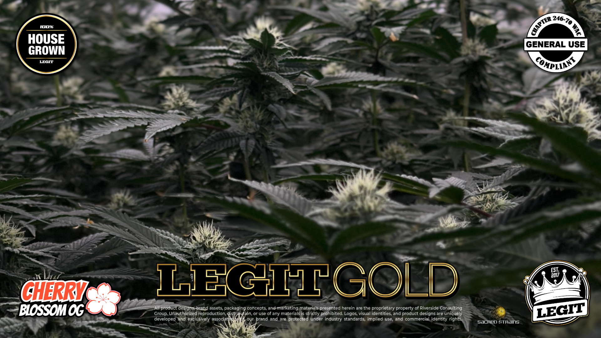 LegitGold_CherryBlossomOG_01.28.26_02.png