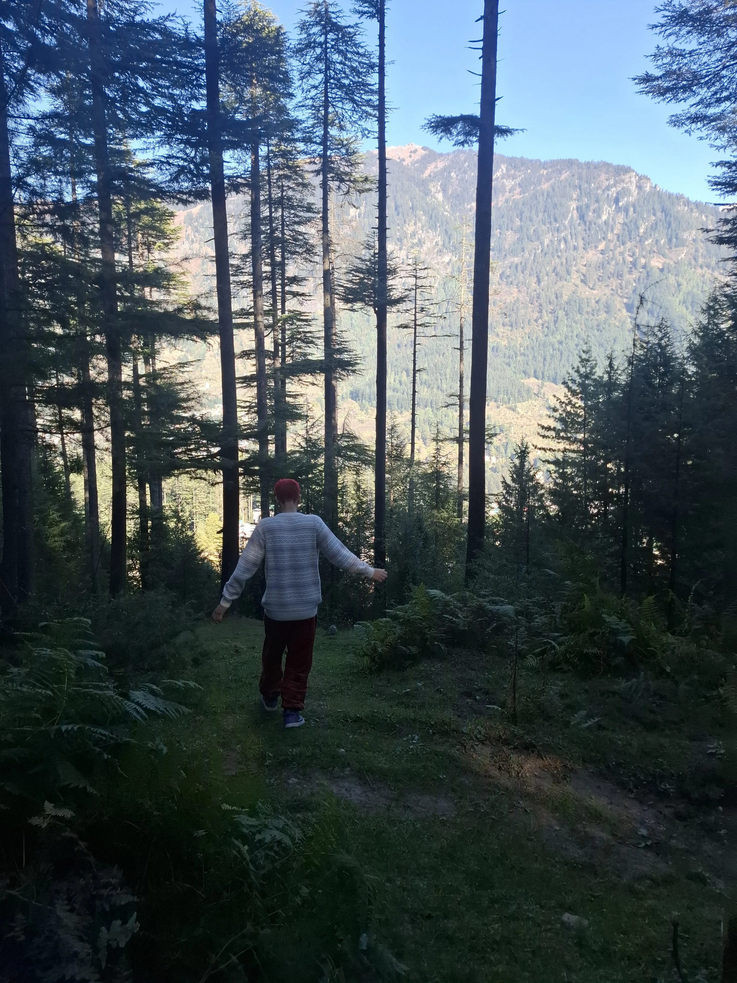 Person walking through a dense forest with tall trees, mountain in the background, and sunlight filtering through the foliage.