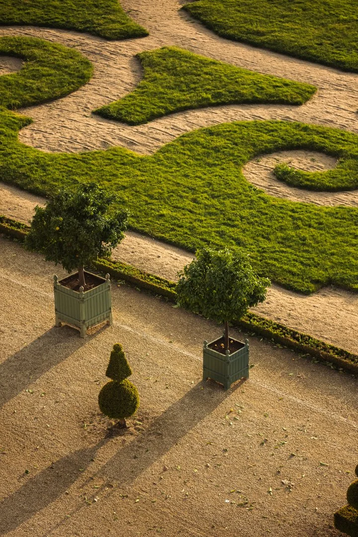 A formal garden with two potted trees casting long shadows, and a small, shaped shrub, with a patterned grassy area in the background.