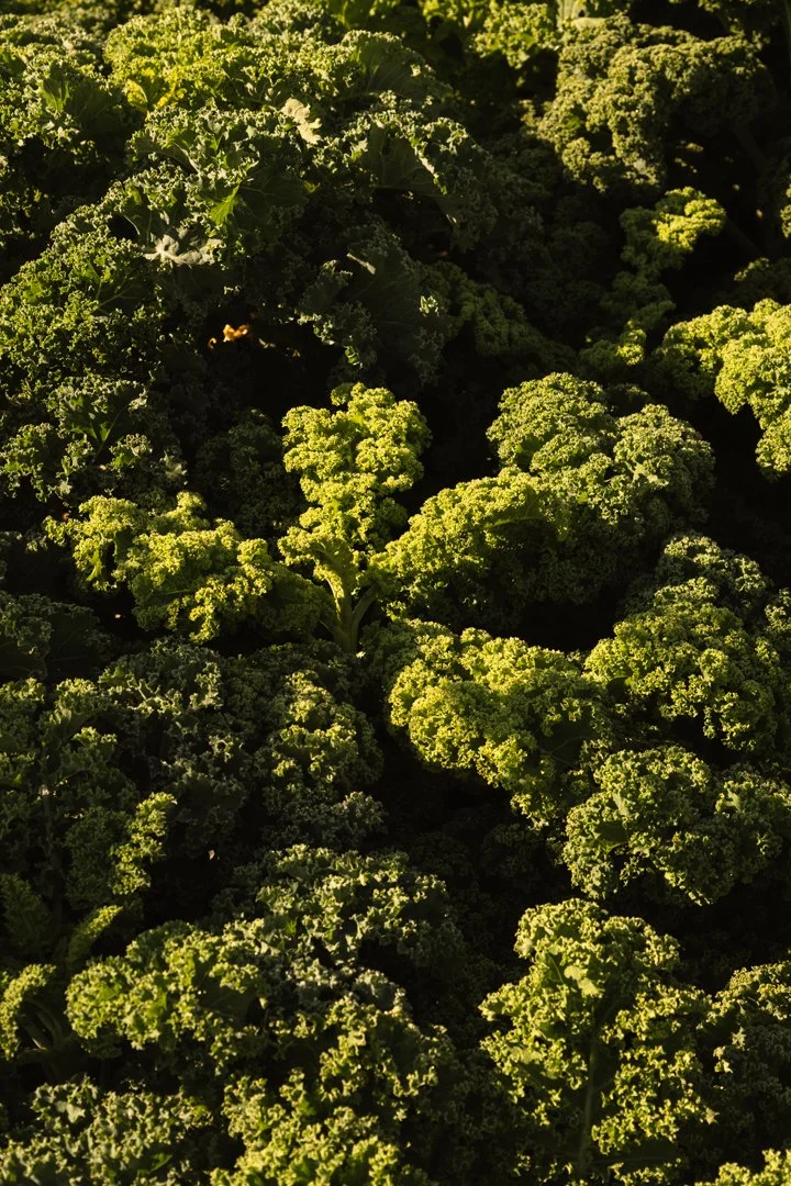 Close-up view of green curly kale leaves.