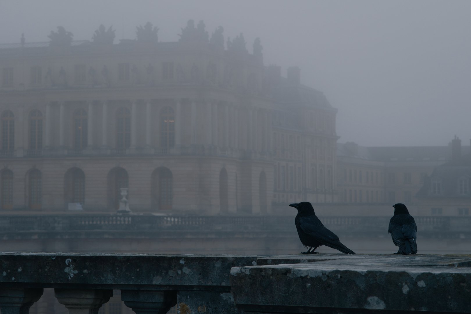 Two black birds sitting on a stone ledge in front of a foggy cityscape with large classical building and trees in the background.