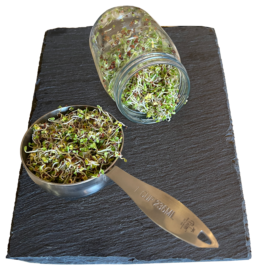 A measuring cup and a glass jar filled with sprouted microgreens on a black slate surface.
