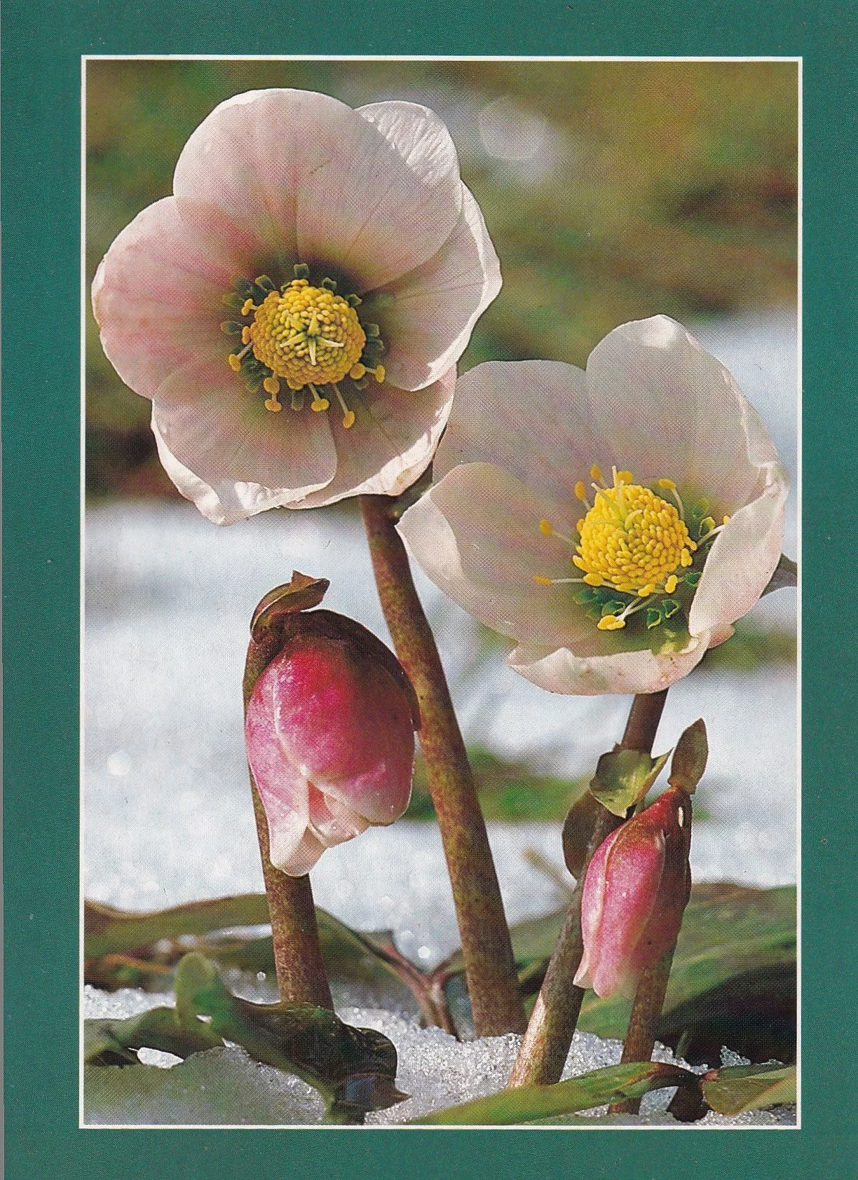 Hellebore