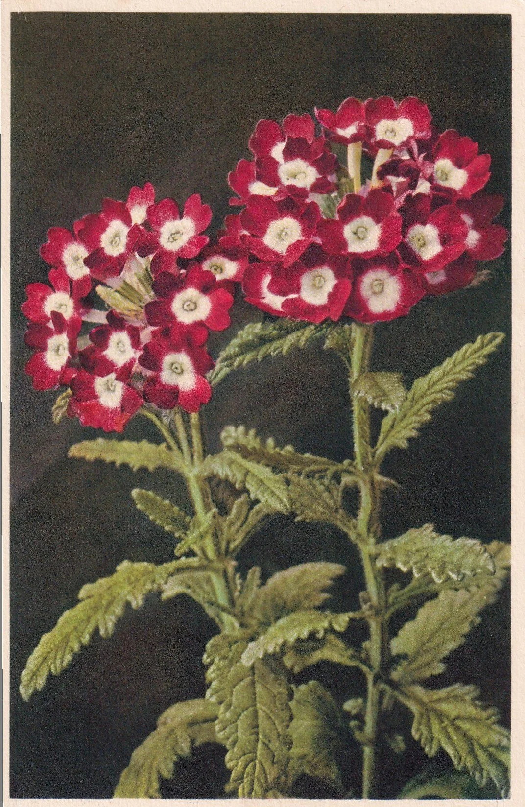 Garden Verbena (Verbena Hybrida), Ed. J. Burrow & Co Ltd