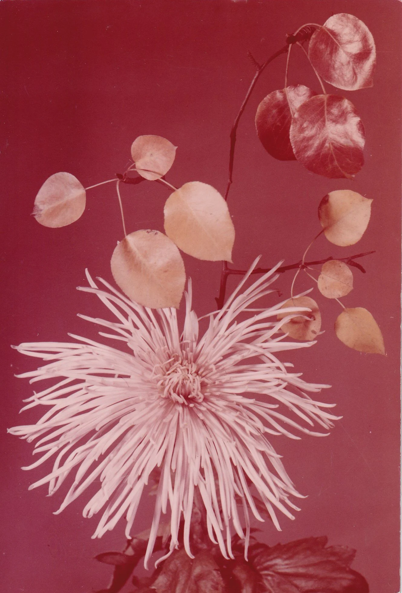 Chrysanthemum, shot by A.Zawadski, late 20th Century