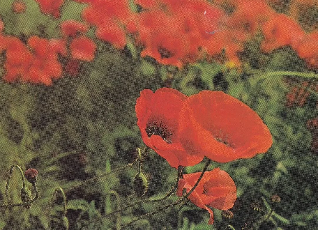 Common Poppy