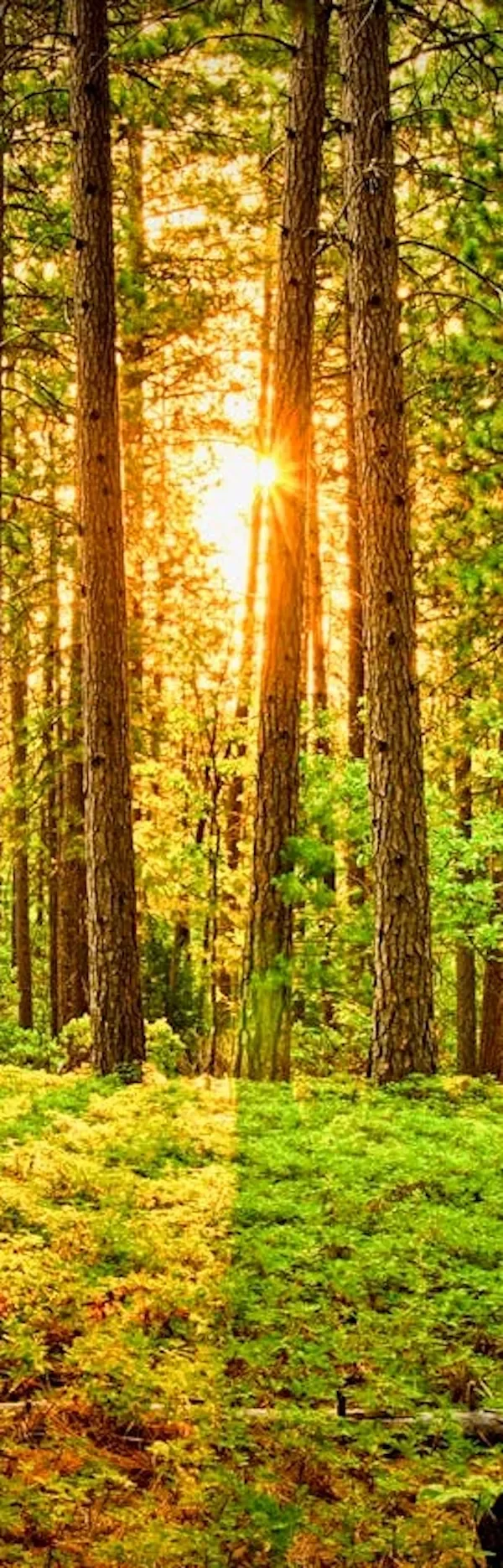 sun coming through trees