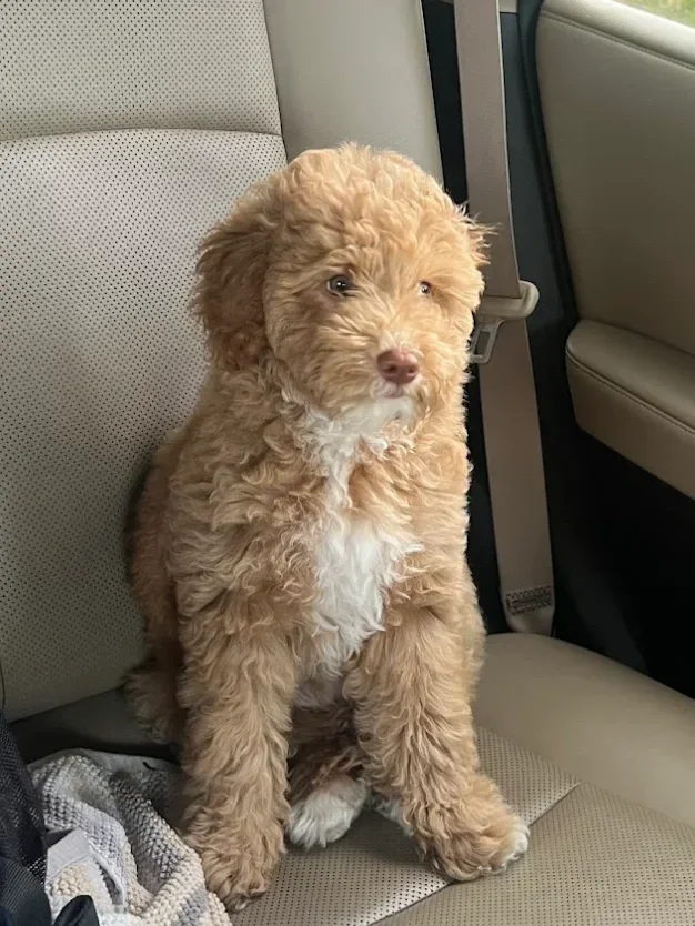 Gorgeous caramel mini Australian Labradoodle sitting in the back of a car