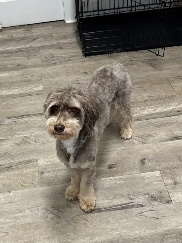 Chocolate tri phantom mini Australian Labradoodle named Lady