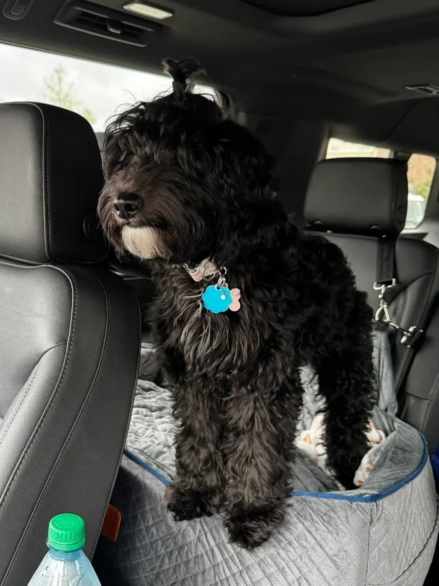 black mismark Australian Labradoodle standing on a seat in the car
