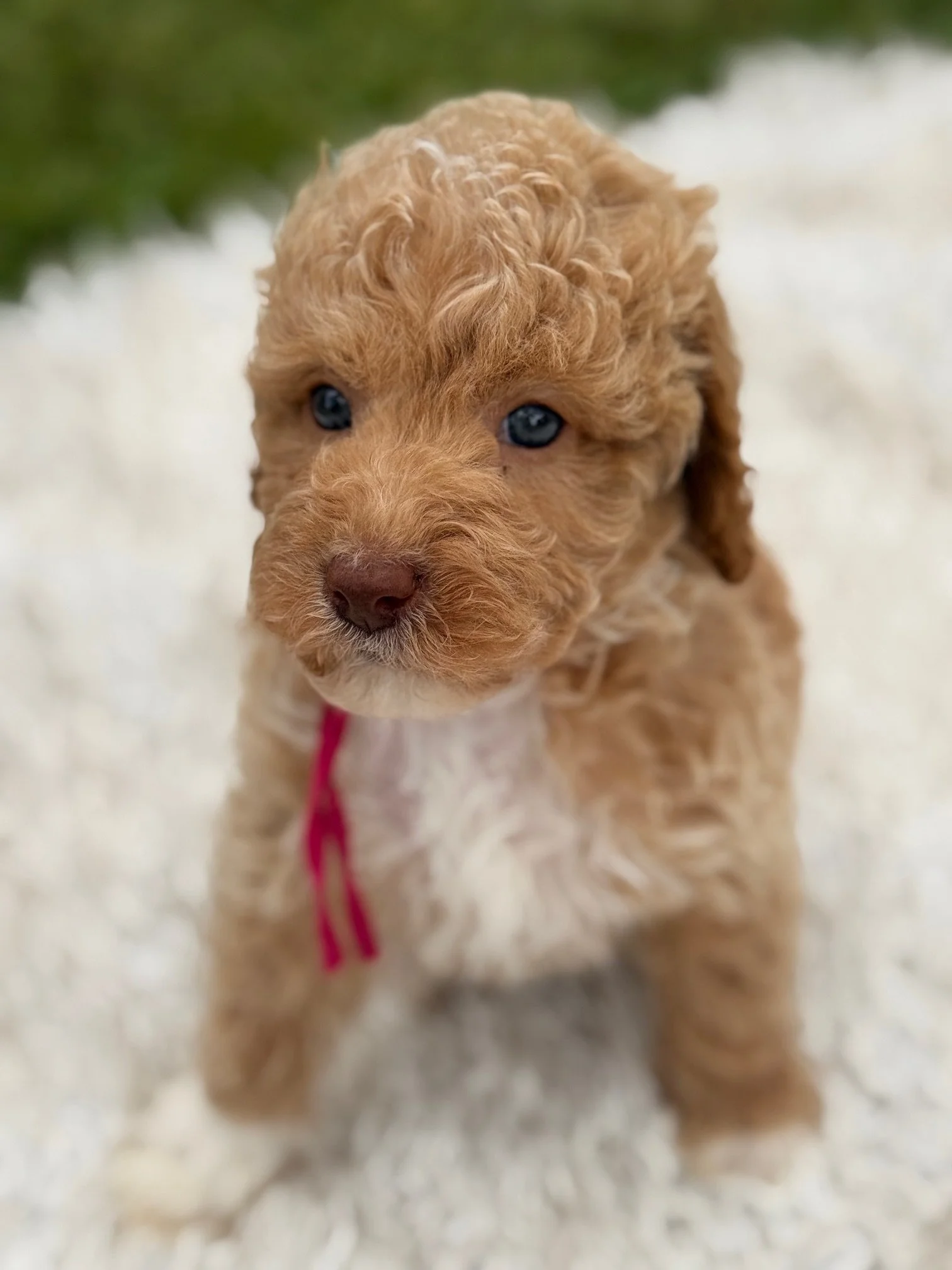 Pink Collar - Female