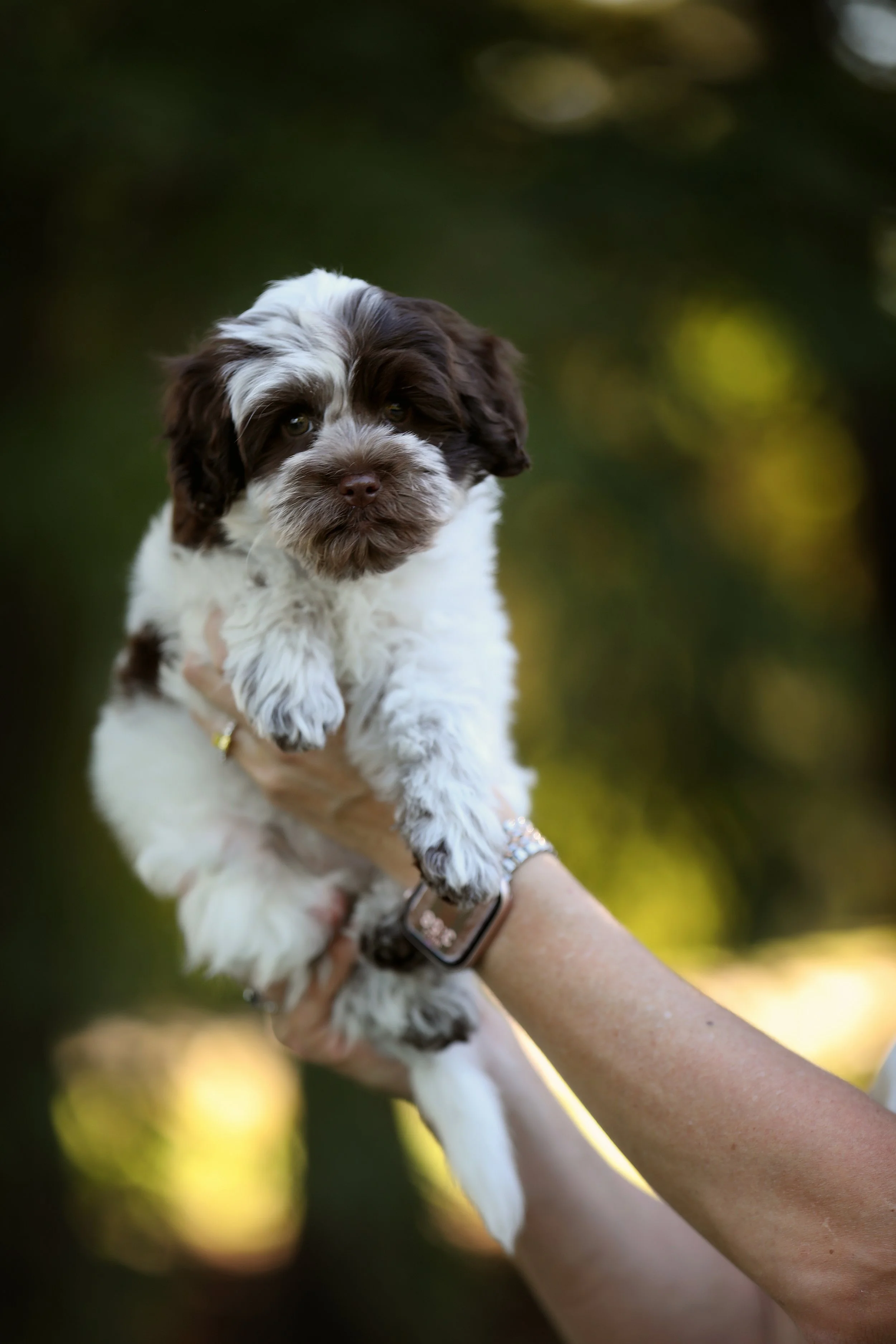 chocolate roan parti mini australian labradoodle