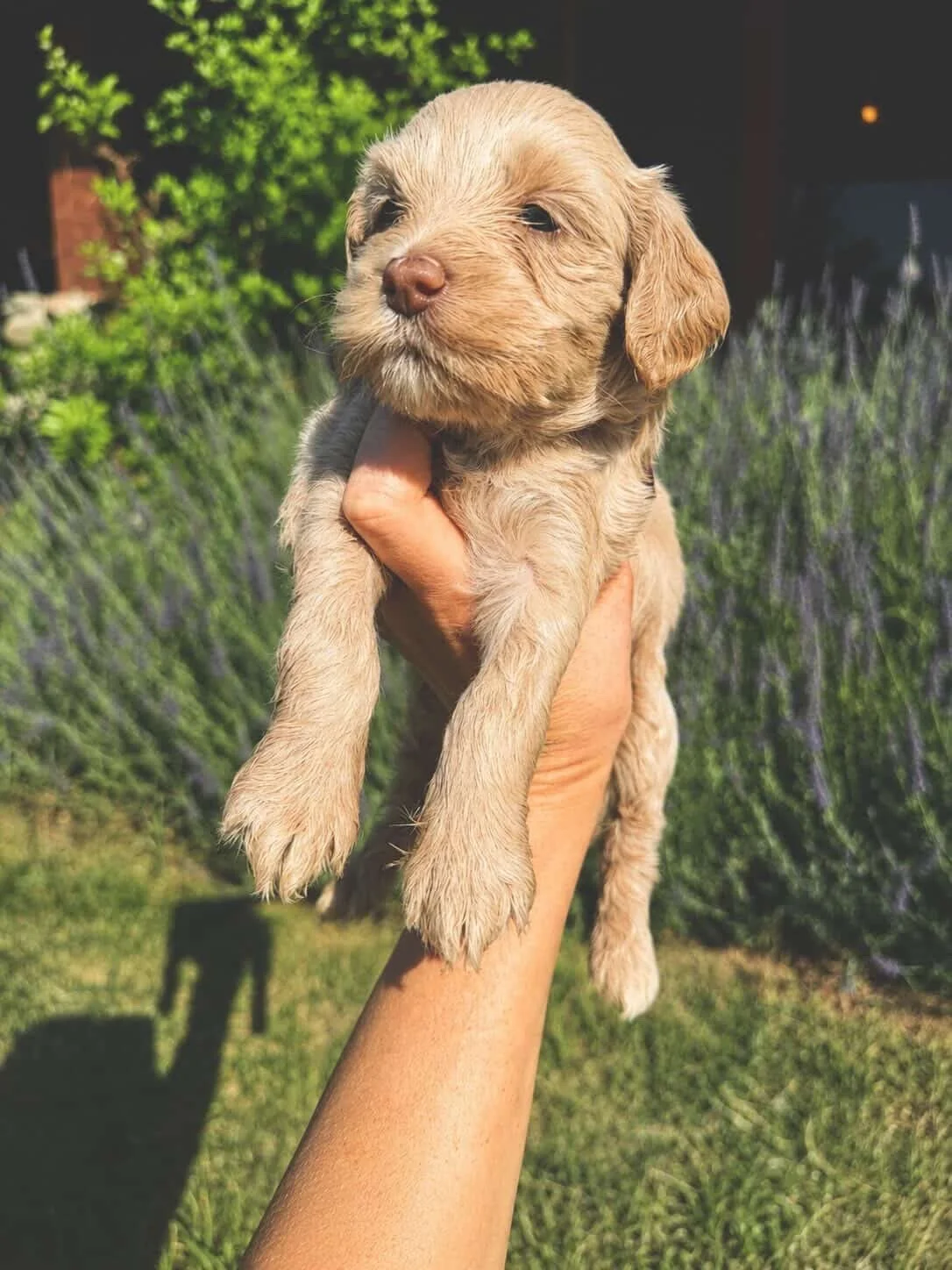 Caramel straight hair mini Australian Labradoodle puppy being held in the air