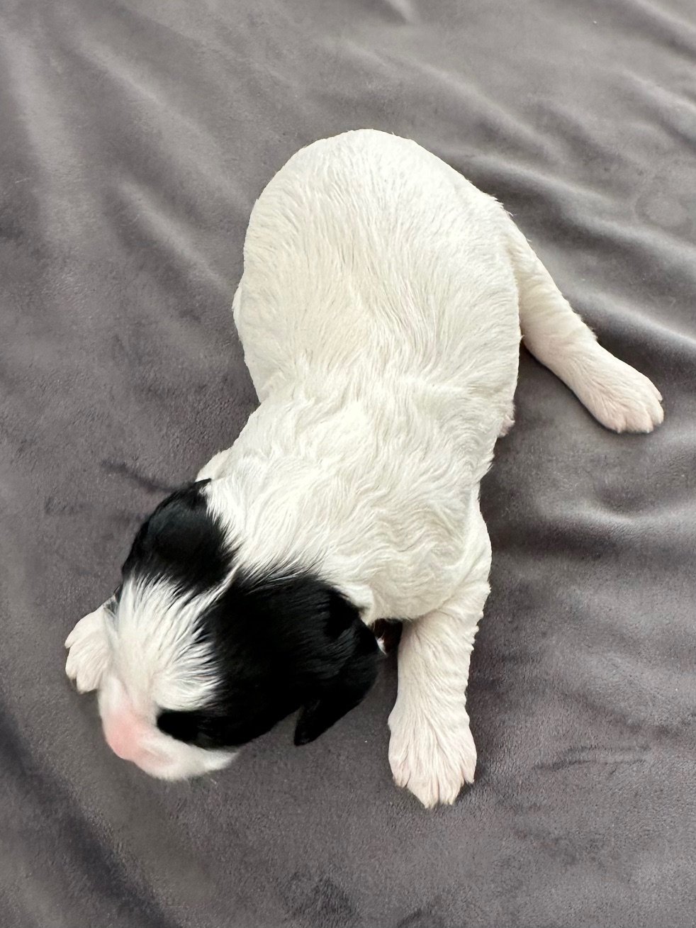 Louisiana Sugar Cane Doodles Australian Labradoodle Bernedoodle Baton Rouge Australian Labradoodle Bernedoodle Australian Labradoodle Bernedoodle Australian Labradoodle Bernedoodle Australian Labradoodle Bernedoodle