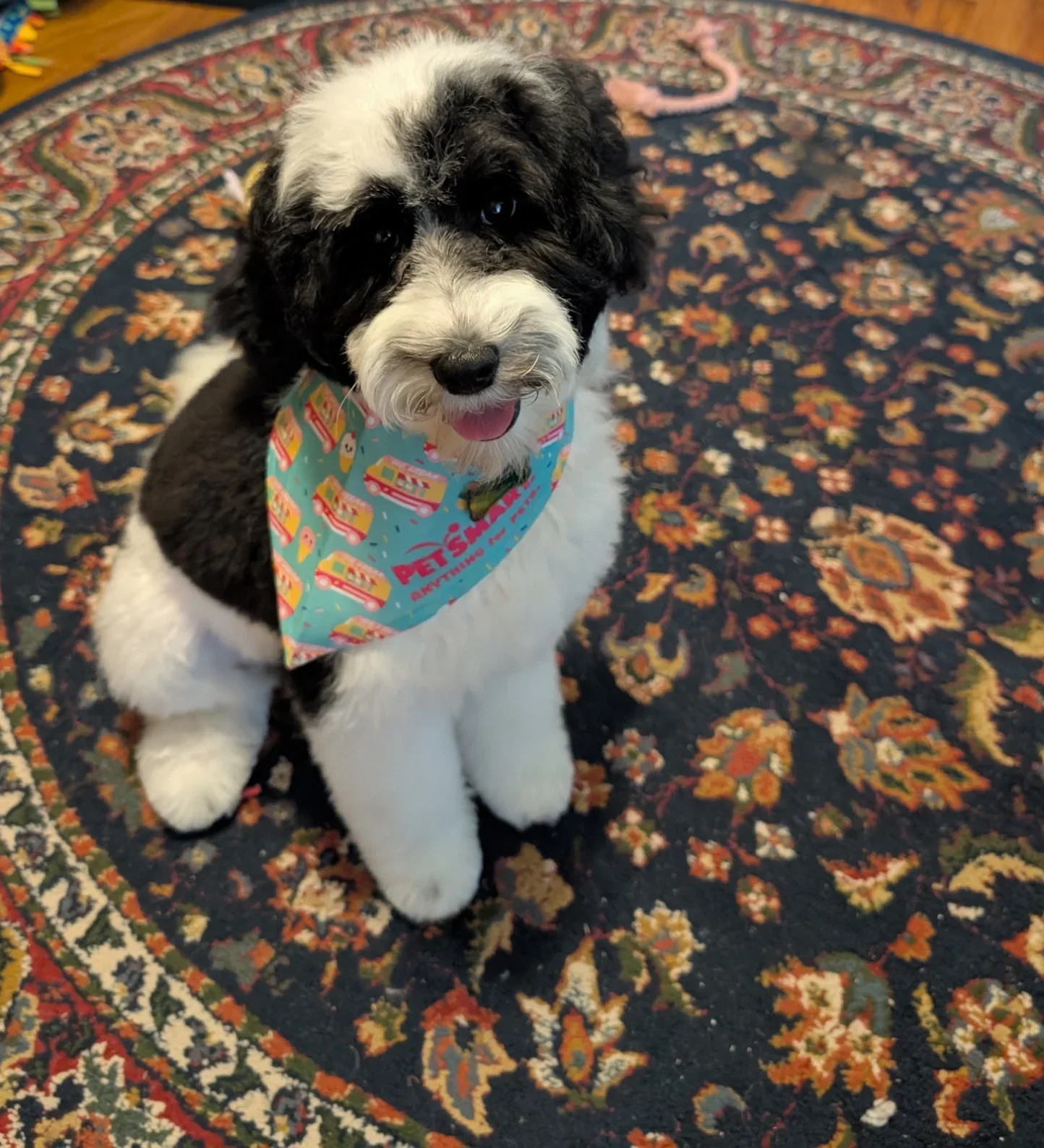 black parti Australian Labradoodle puppy sitting on carpet