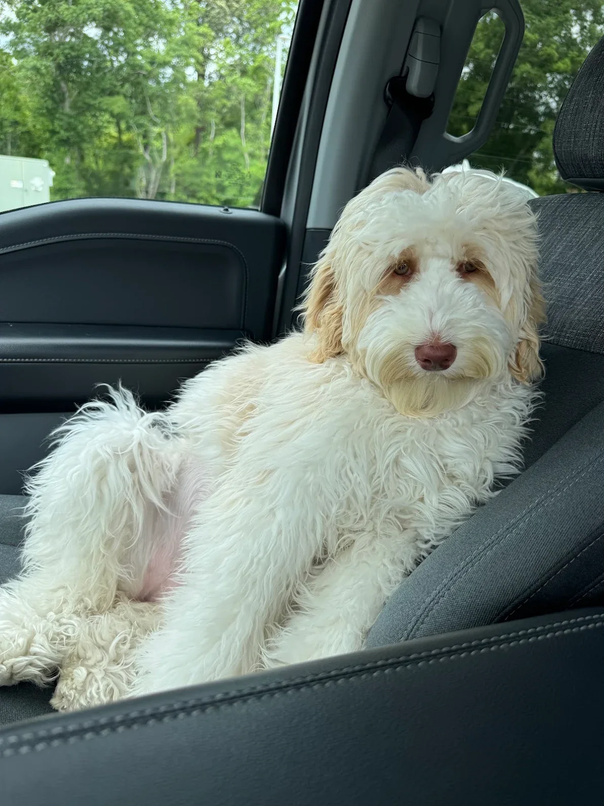 Light caramel creme parti mini Australian Labradoodle sitting in the front seat of a car