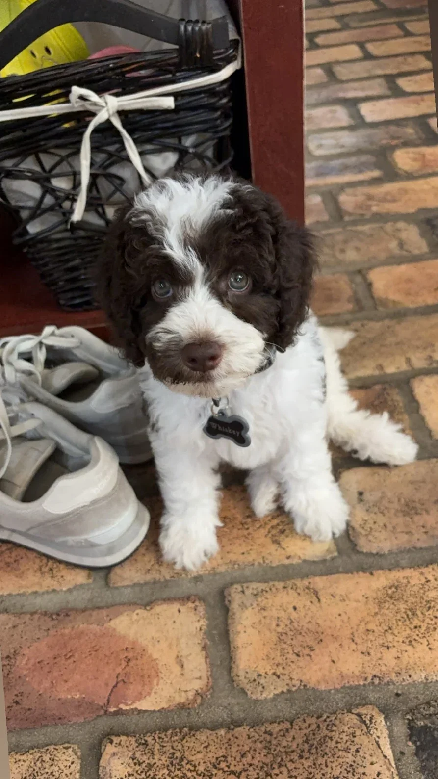 Dark Chocolate Australian Labradoodle sitting on the floor