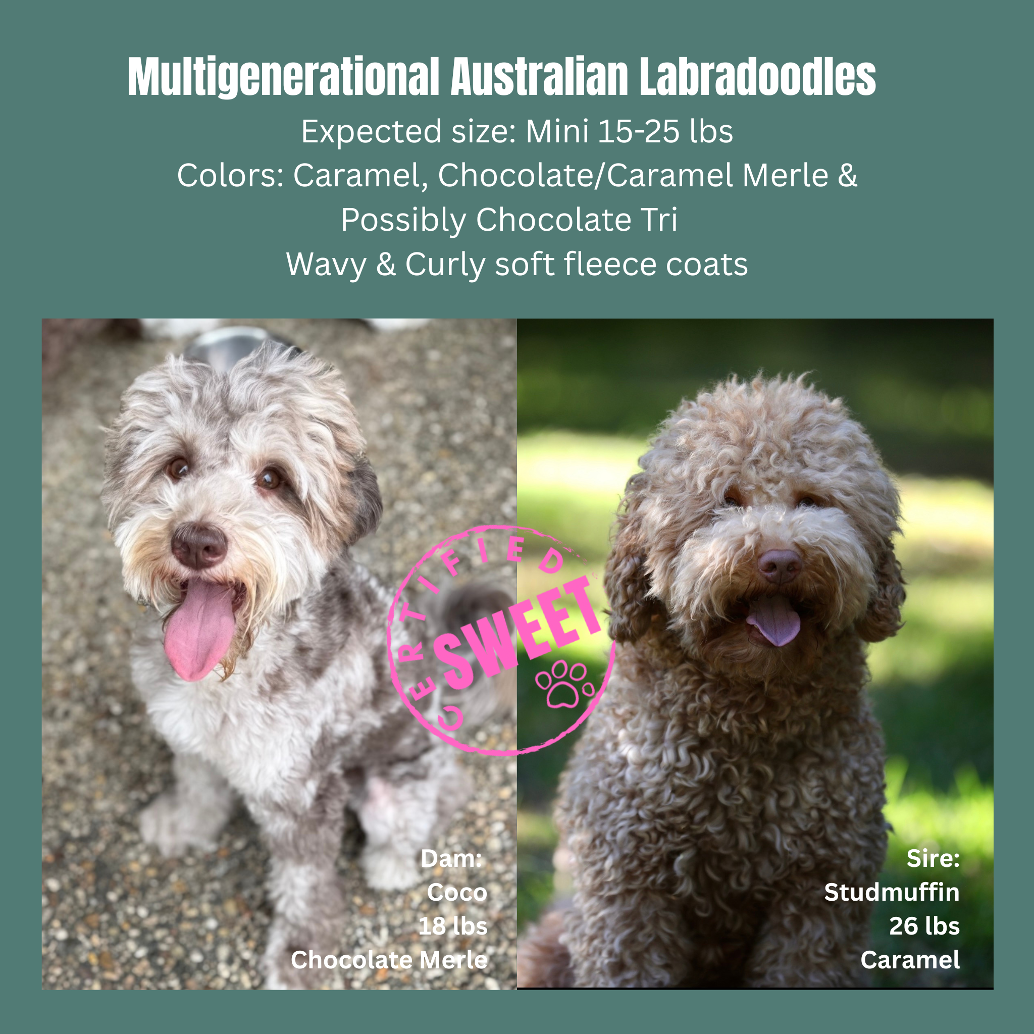 Merle Australian Labradoodle puppy litter announcement