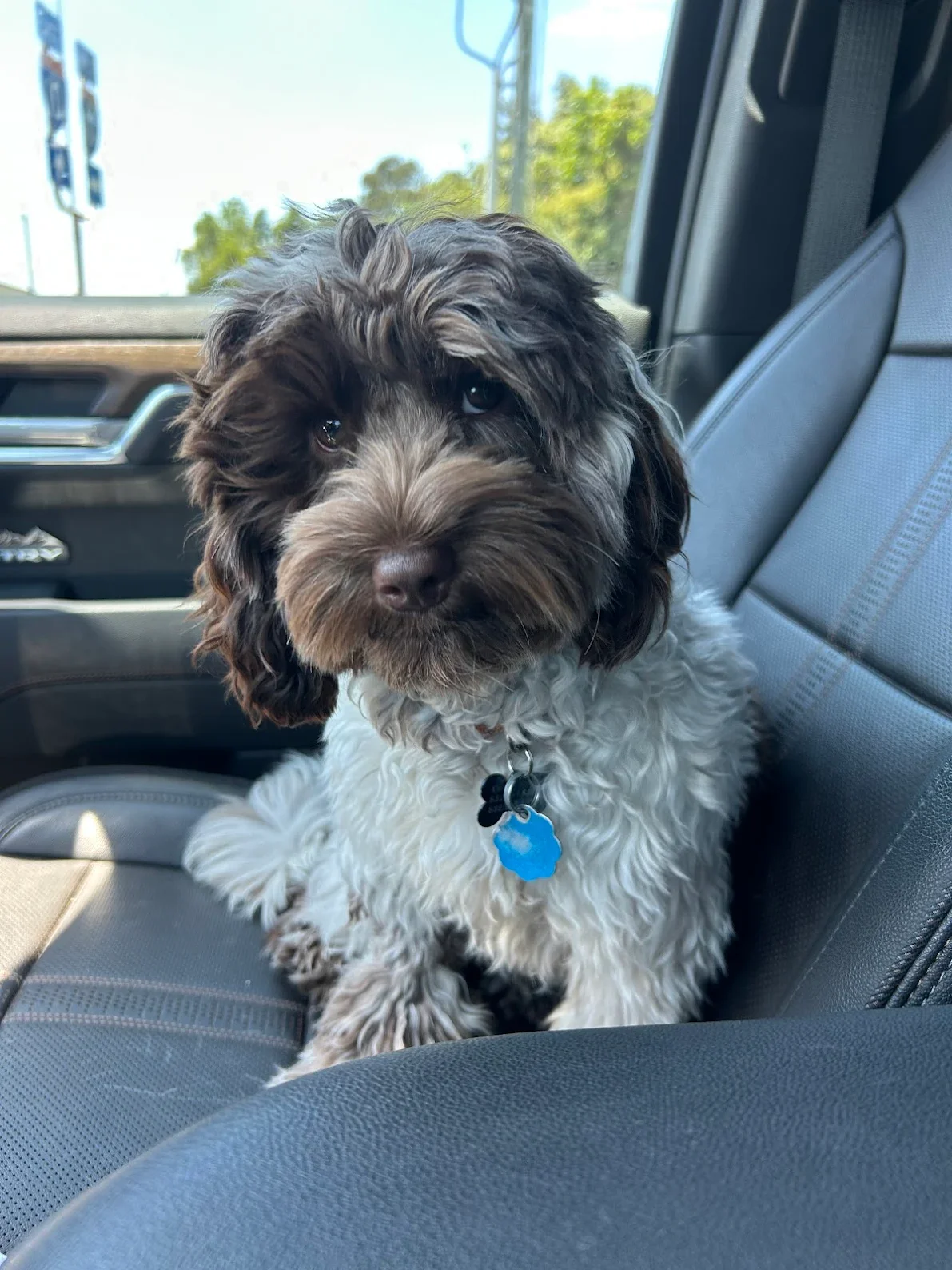 Mini Australian Labradoodle chocolate roan parti puppy sitting