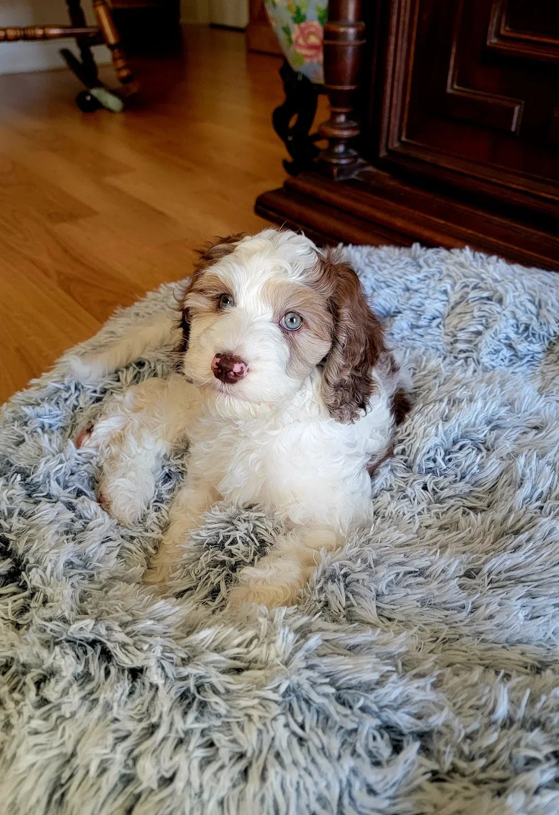 chocolate merle mini Australian Labradoodle puppy with blue eyes