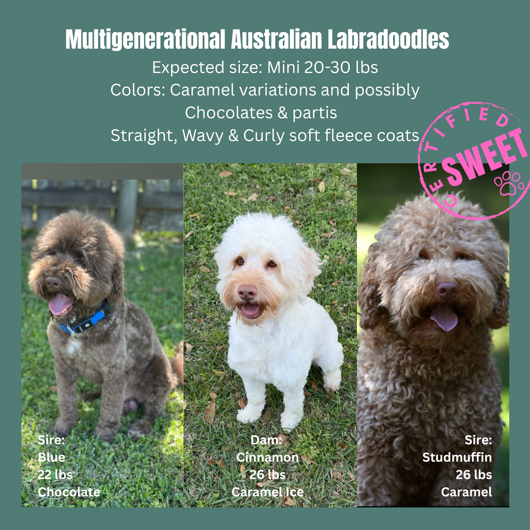 Dual Sire Australian labradoodle puppy litter announcement