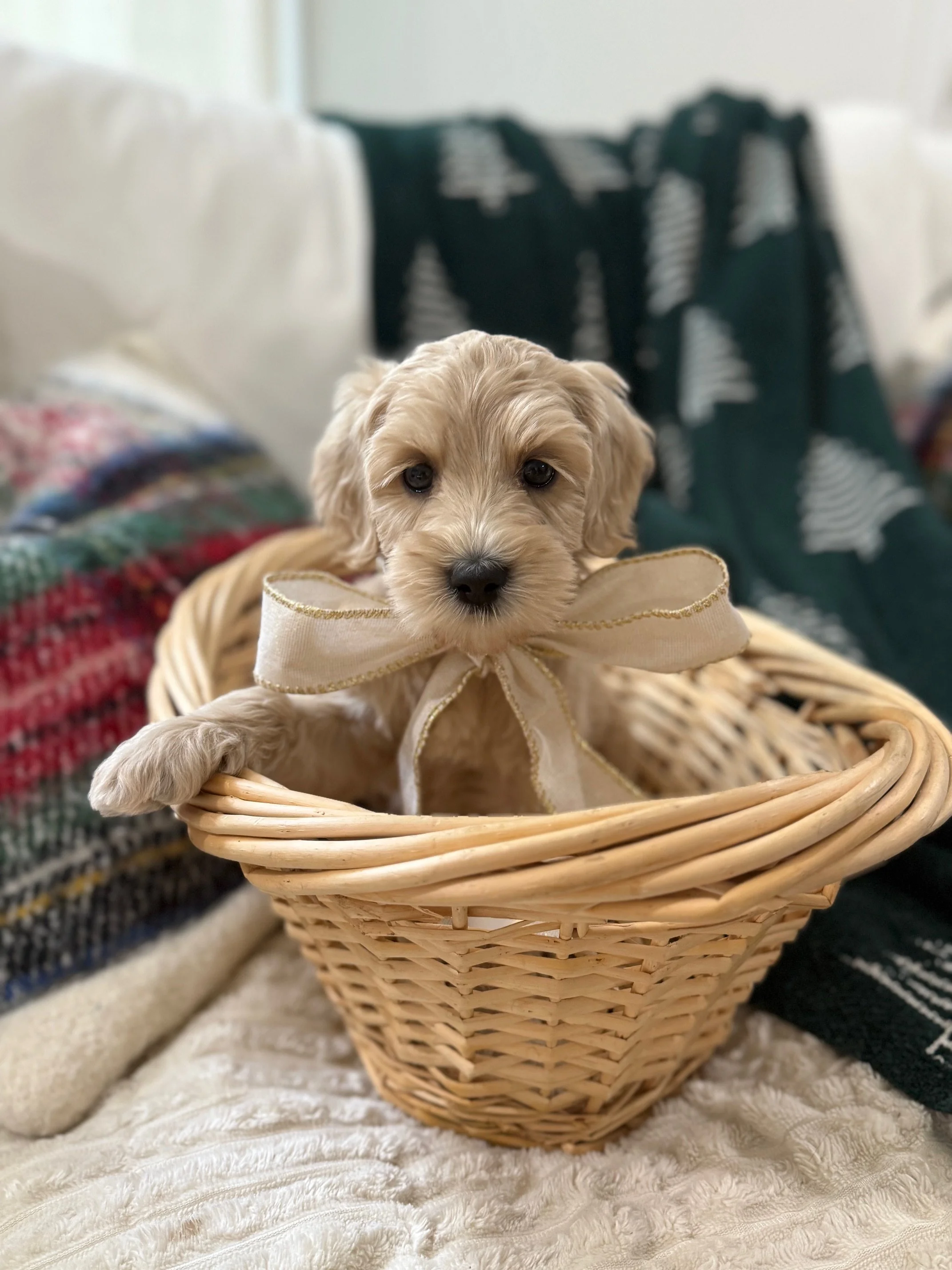 A cute cream australian labradoodle with a bow around its neck sitting inside a small wicker basket, on a cozy blanket with various patterned blankets and a dark green blanket with white Christmas trees in the background.