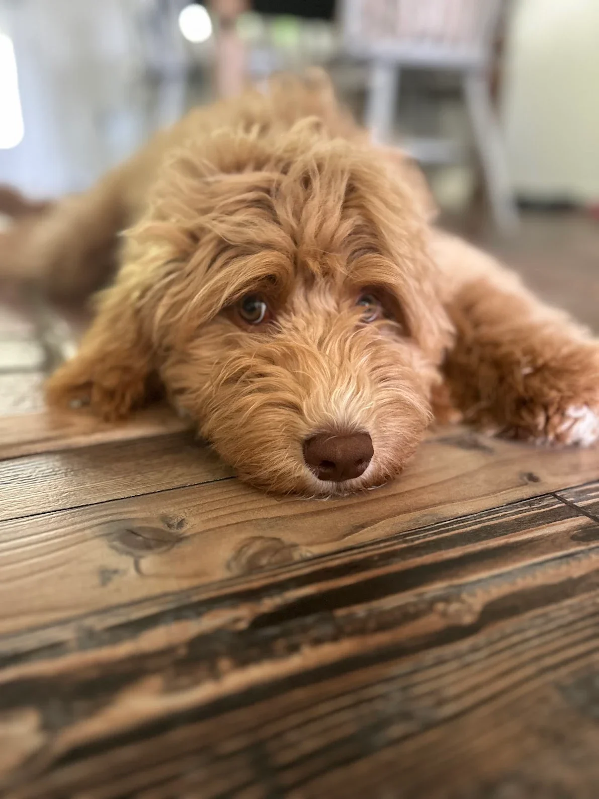 Caramel Australian Labradoodle laying on a wooden floor