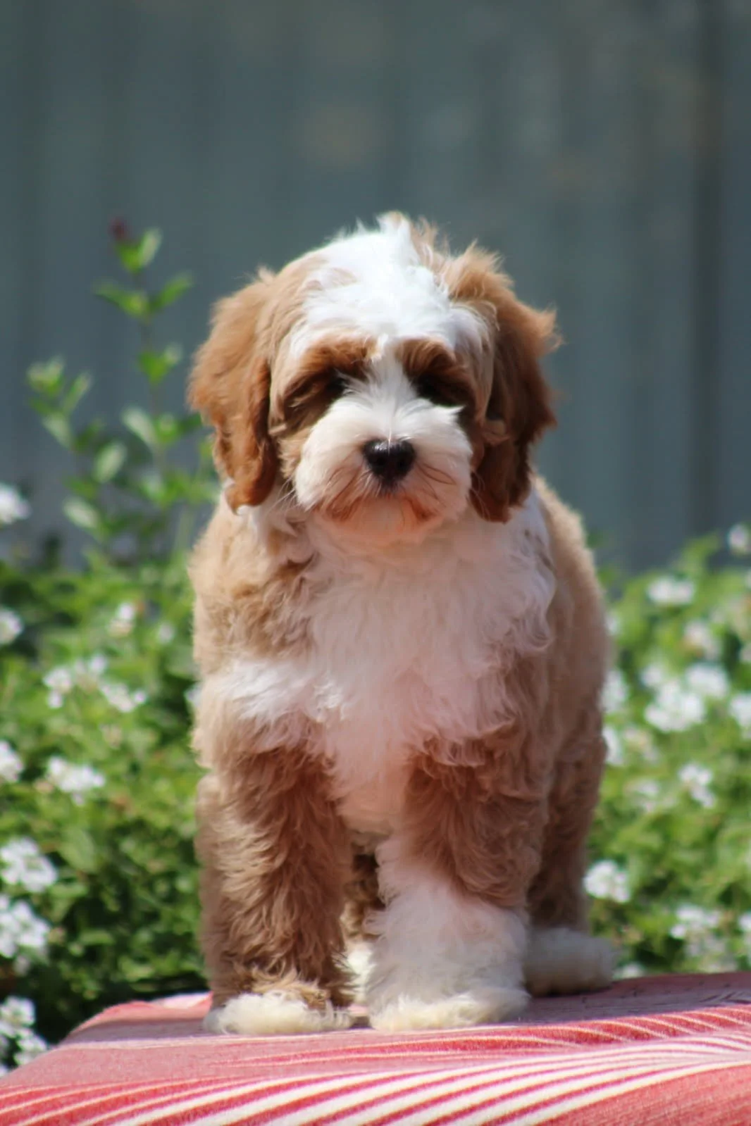 red tuxedo medium australian labradoodle puppy with black nose
