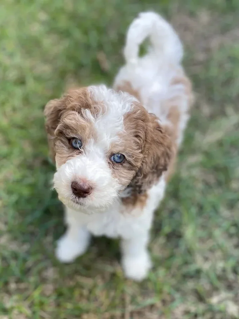 Mini Australian Labradoodle chocolate merle parti with blue eyes